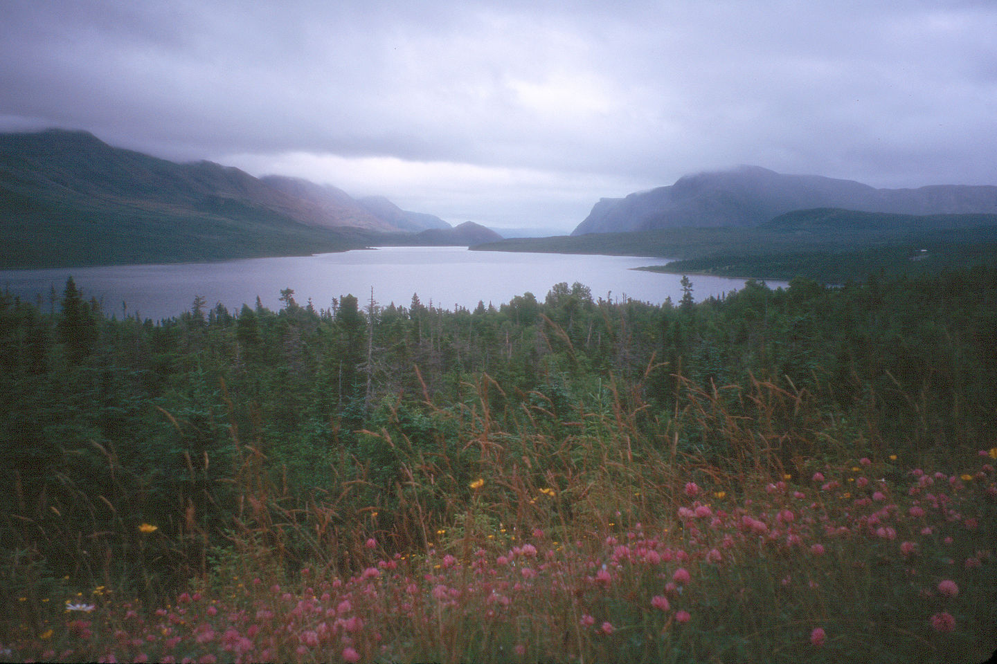 Trout River Pond under classic skies