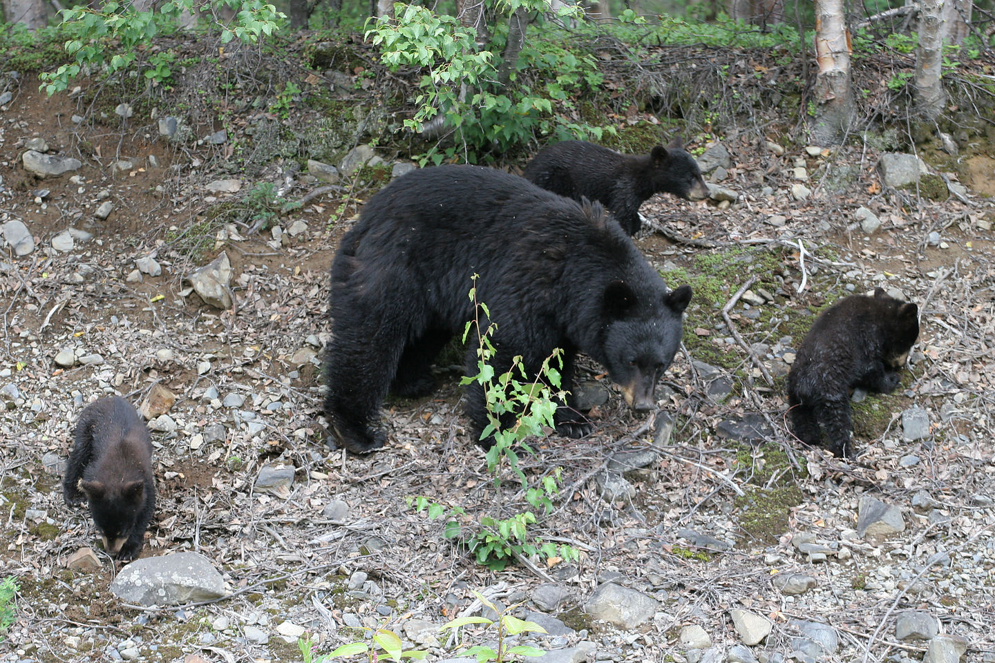 Mama Black Bear with 3 cubs