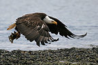 Homer Bald Eagle in flight over beach