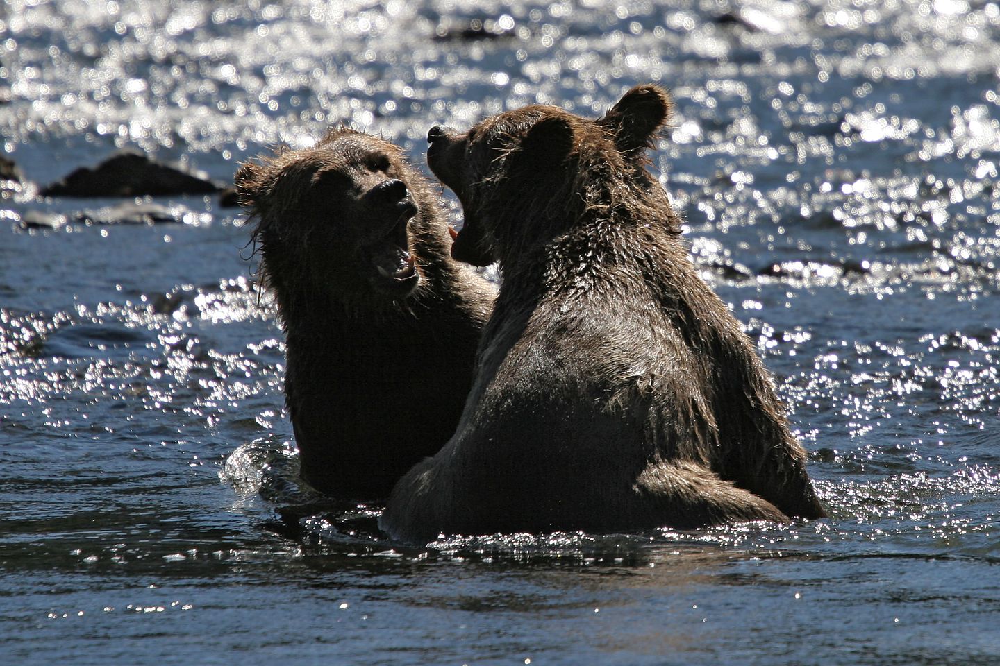Russian River grizzly bear cubs - Gimpy and Limpy