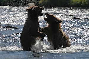 More Playing Russian River Cubs