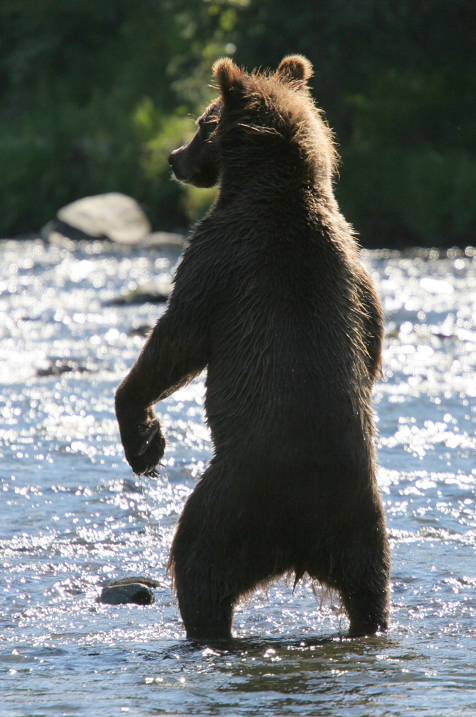Grizzly bear scaring off fishermen