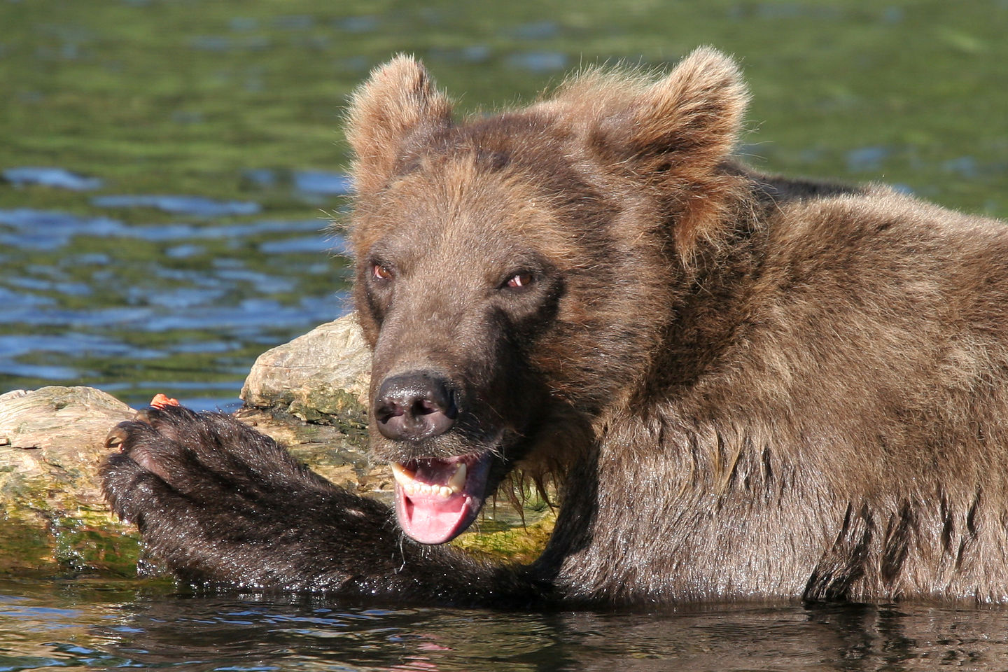 Playful grizzly