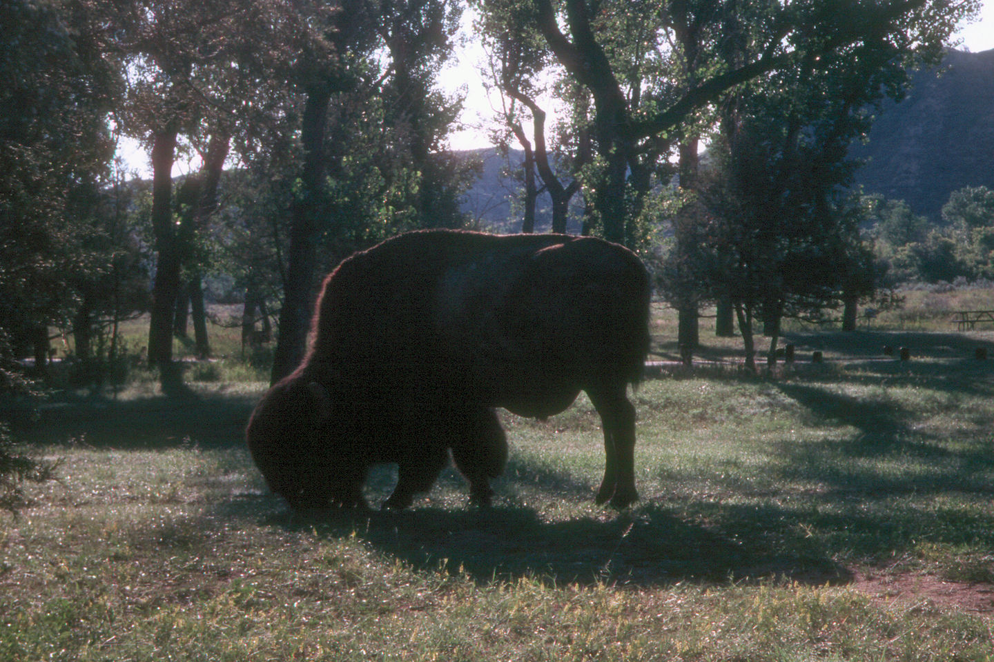 George, the lonely buffalo
