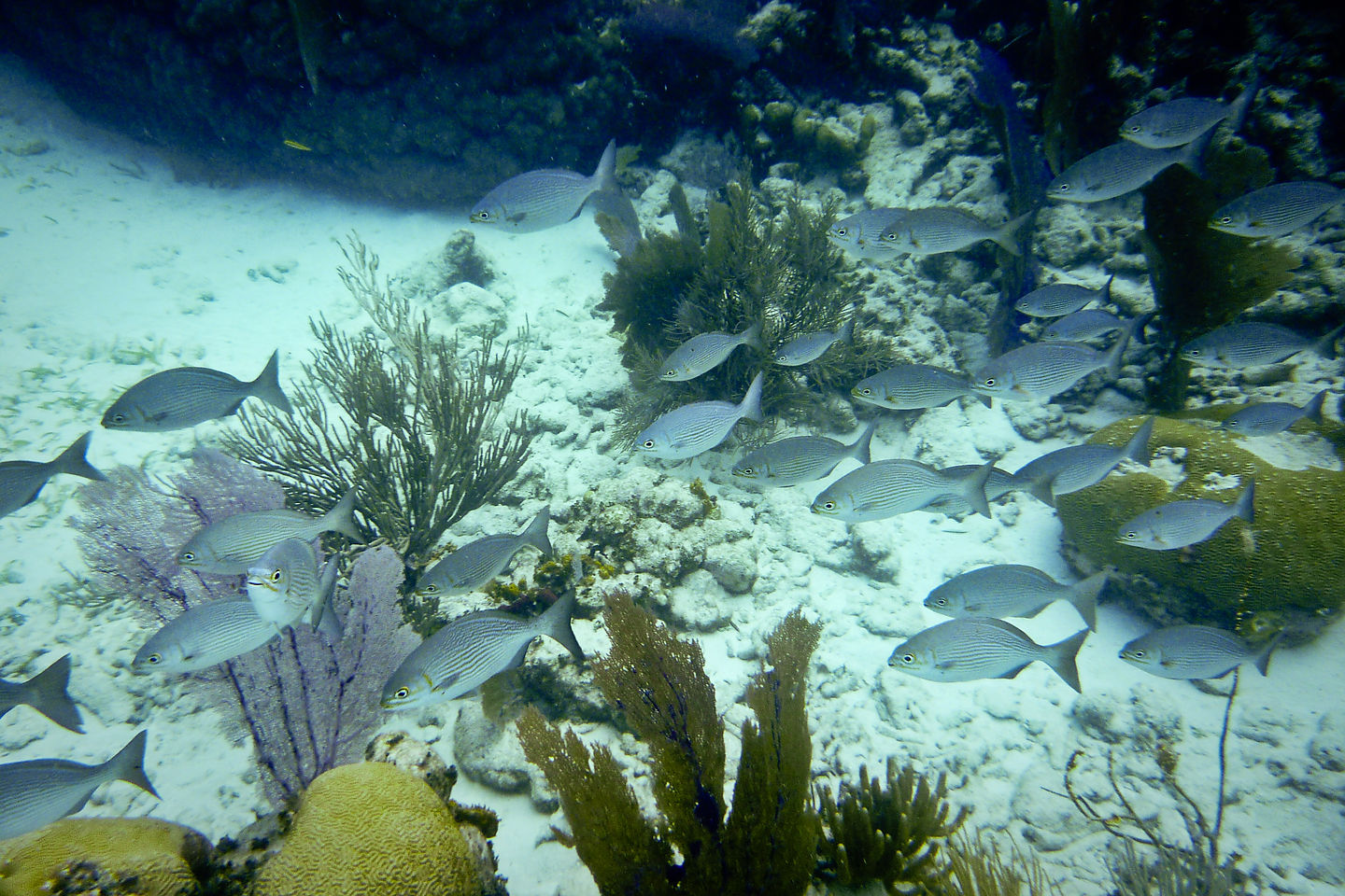 Small school of reef fish - TJG Small school of reef fish - TJG