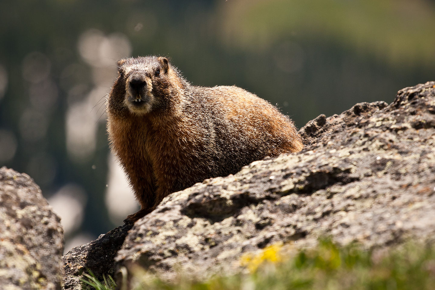 Mt. Ida summit marmot