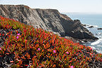 Bodega Bay Cliffs