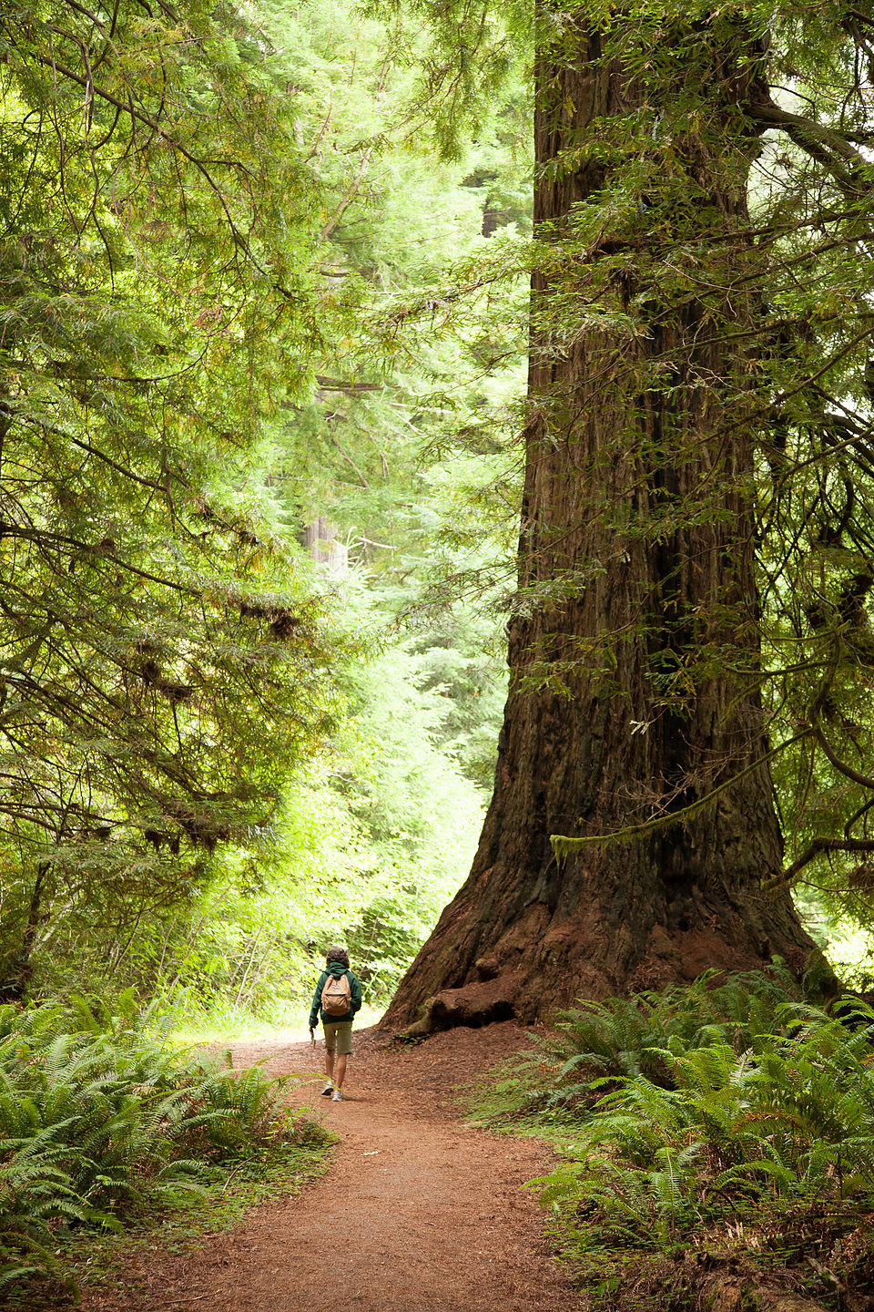 Hiking Big Tree Loop in Prairie Creek Redwoods State Park Hiking Big Tree Loop in Prairie Creek Redwoods State Park