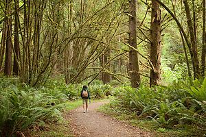 Hiking Big Tree Loop in Prairie Creek Redwoods State Park