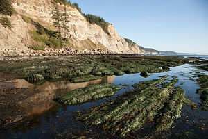 South Cove Beach at Cape Arago