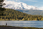 Lolo on Lake Siskiyou Shore with Mount Shasta