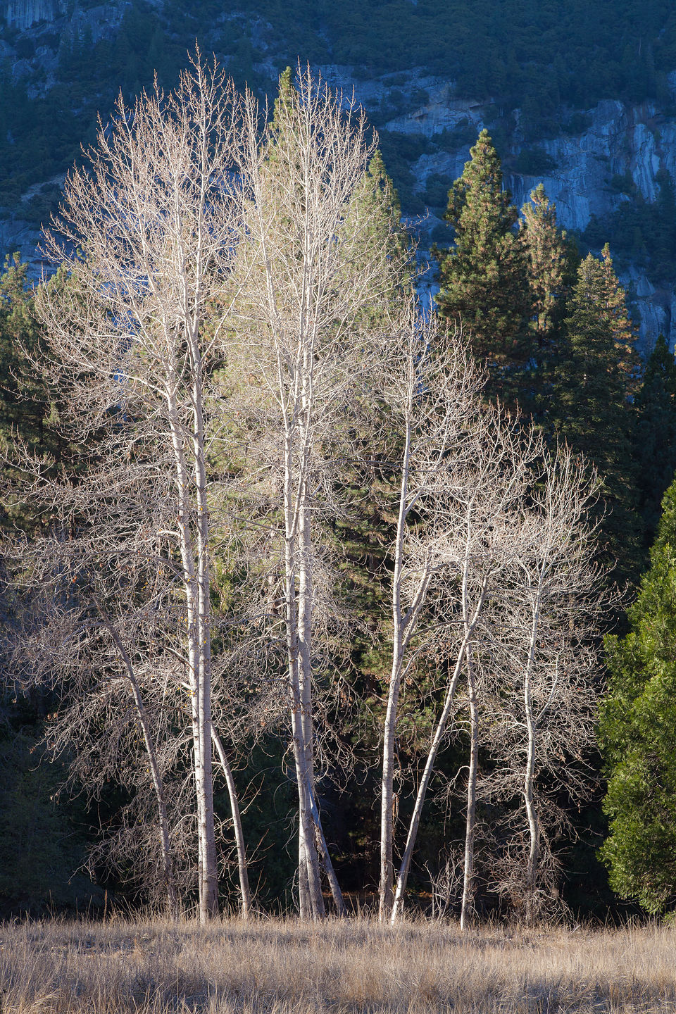 Yosemite Birch Trees