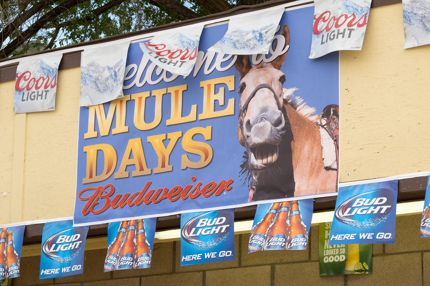 Mule Days Official Beer