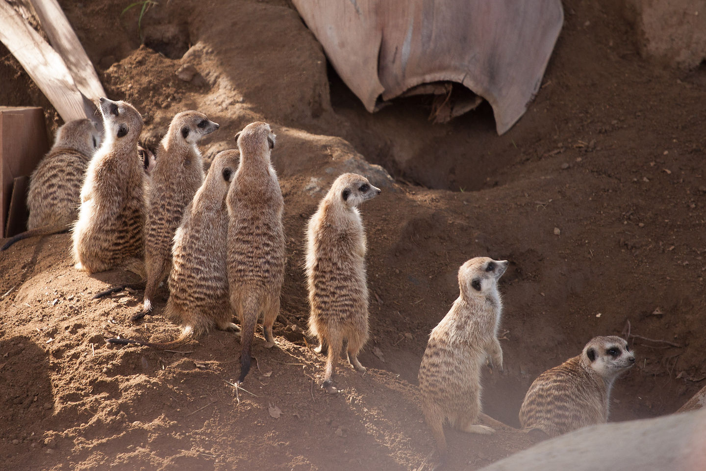 Meerkats on Guard