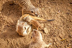 Meerkat Baby Nursing