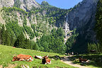 Friendly German cows lounging near the Rothbachfall 