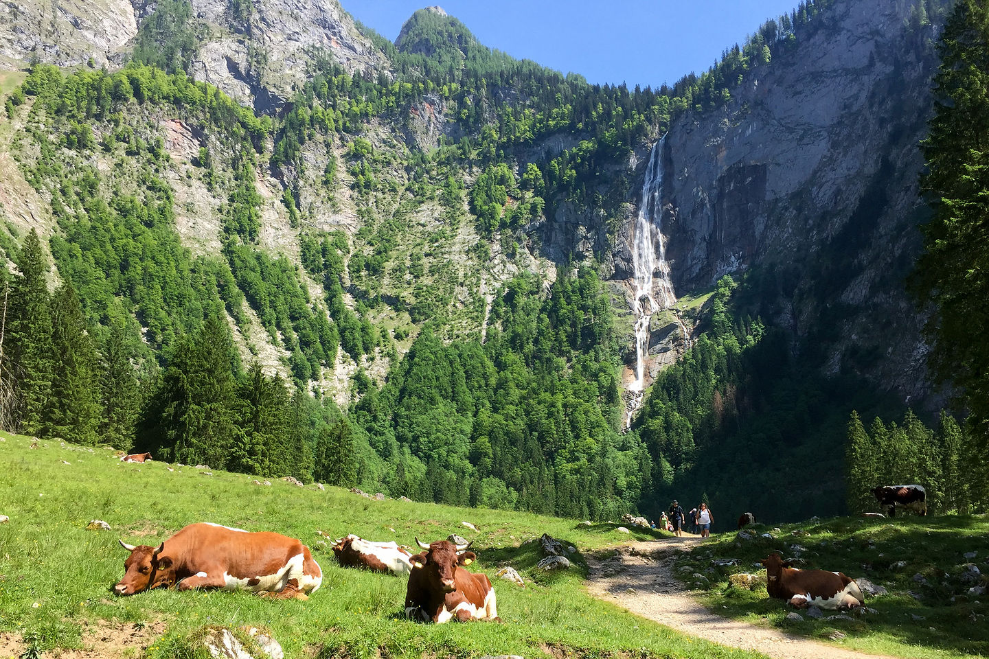 Friendly German cows lounging near the Rothbachfall 