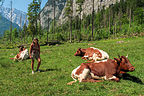 The cows of the Konigsee