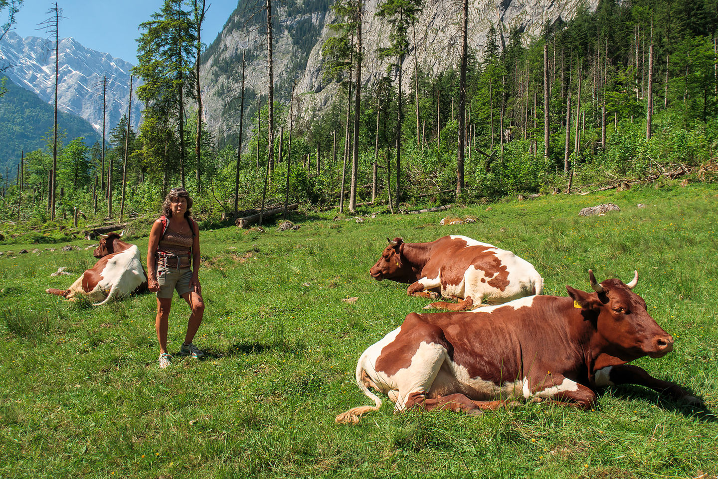 The cows of the Konigsee The cows of the Konigsee