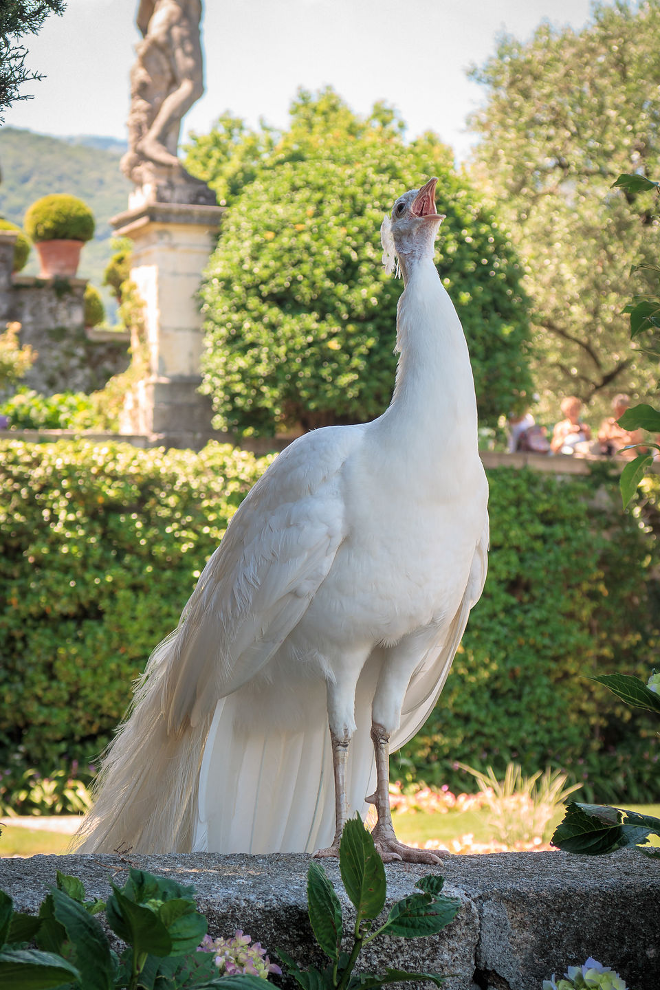 Isola Bella showing it has a white peacock too Isola Bella showing it has a white peacock too