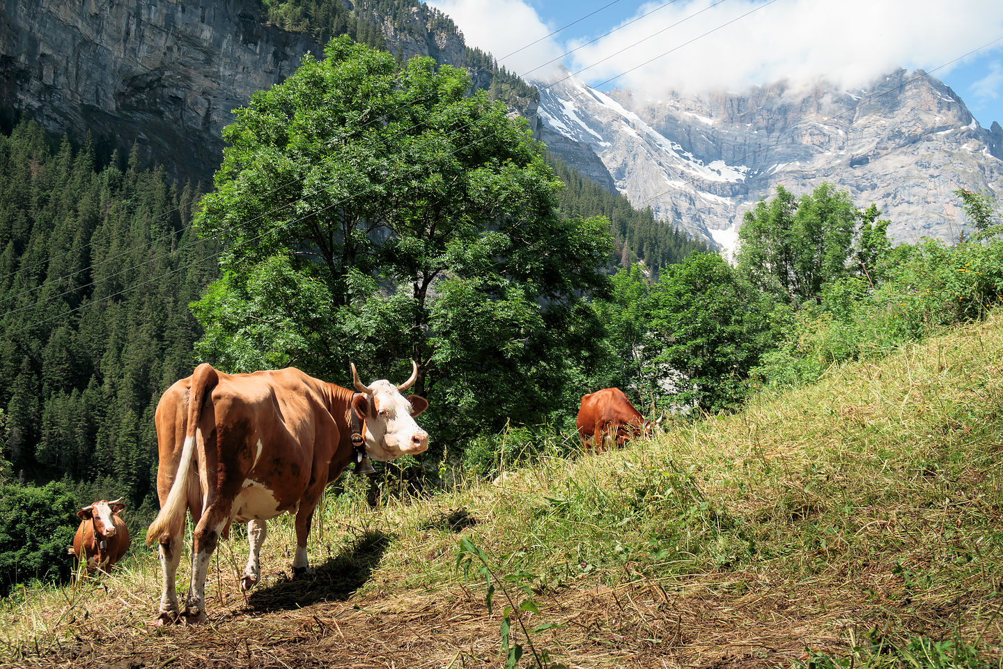 Gimmelwald cows