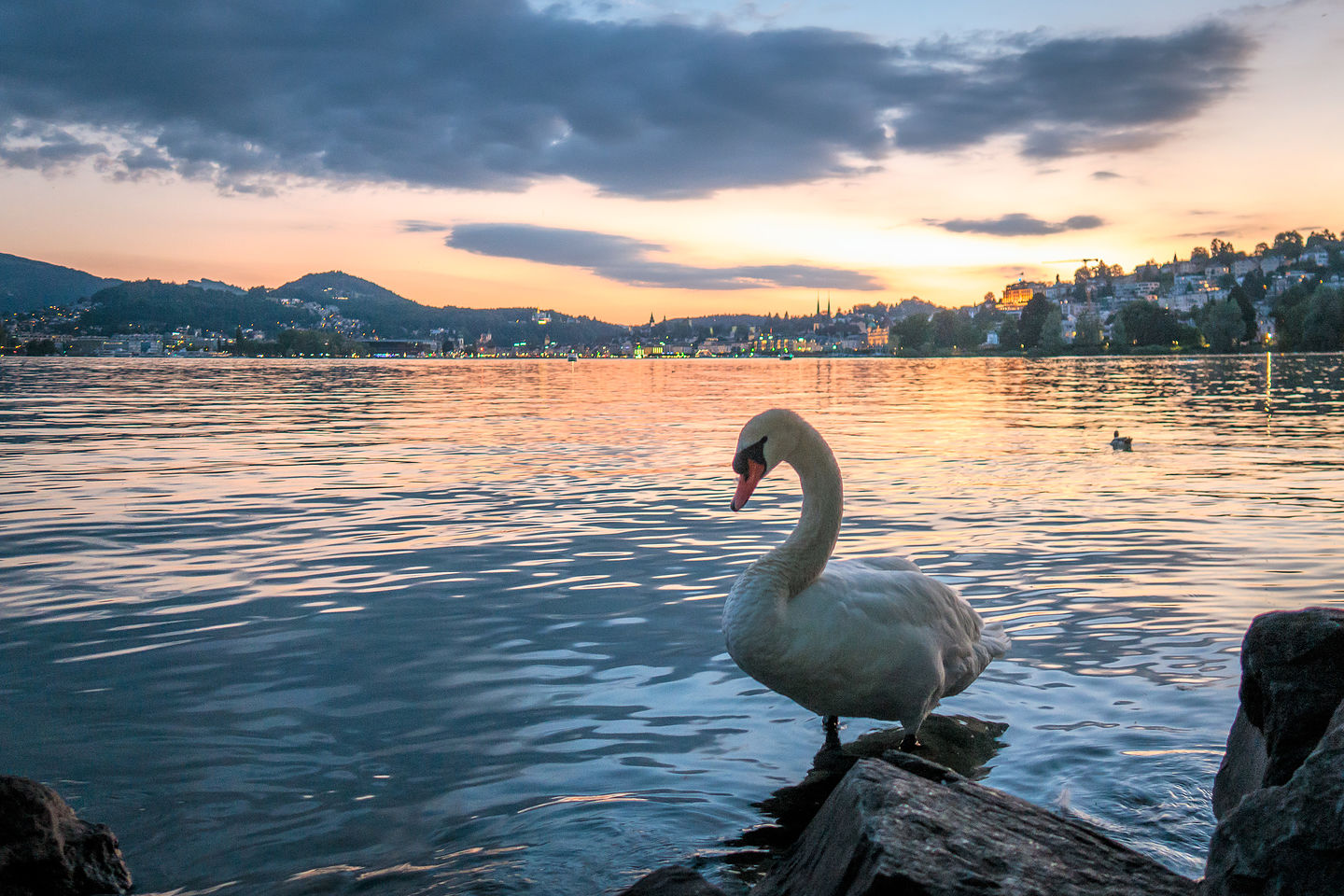 Lake Lucerne sunset "mit schwan"