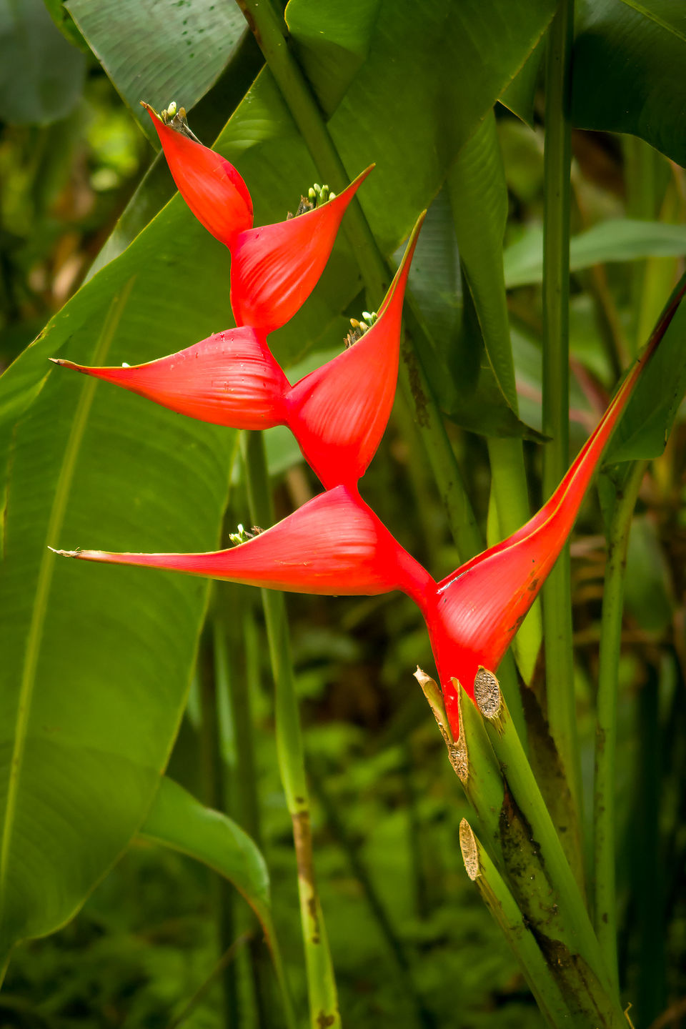 Heliconia in Hawaii Tropical Botanical Garden