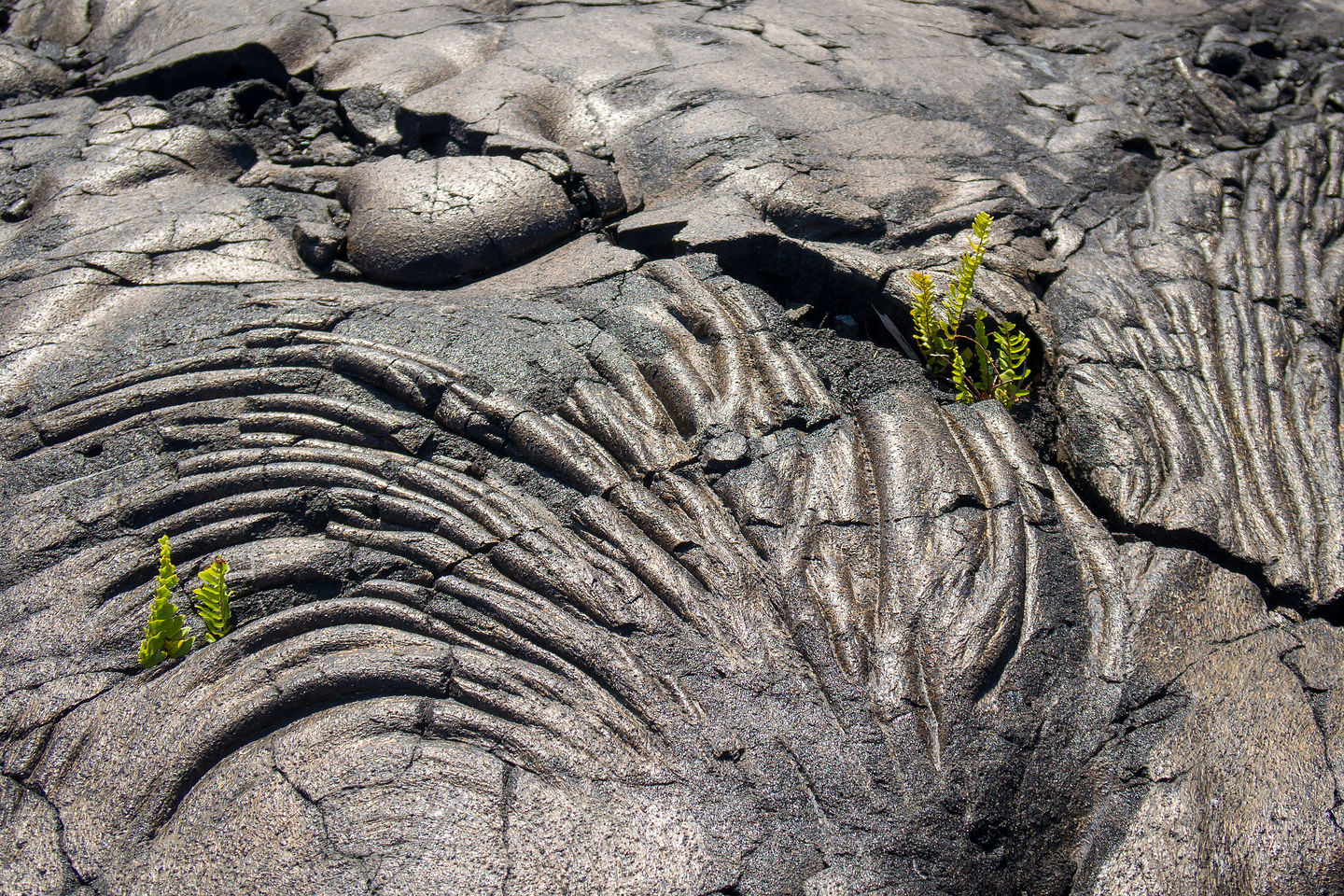 Pahoehoe lava at the end of Chain of Craters Road