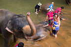 Lolo bathing the elephants