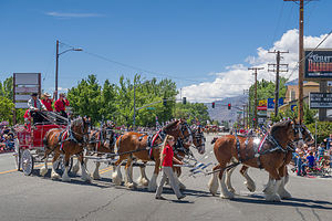 Mule Day Parade