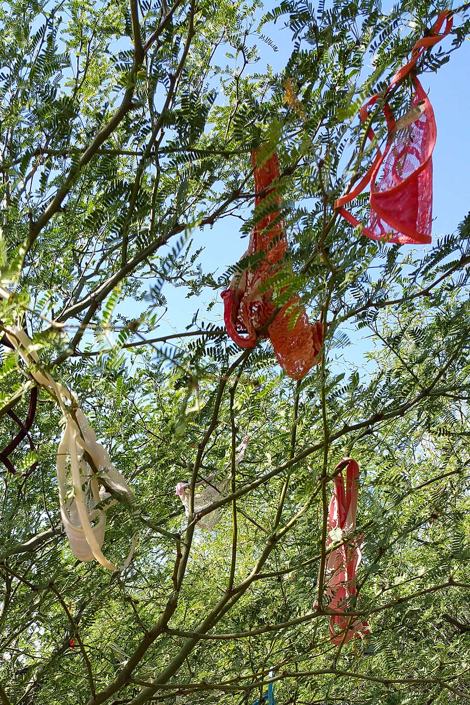 Thongs in the Trees Thongs in the Trees
