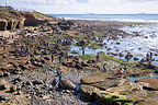 Point Loma tide pools