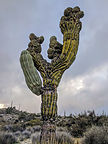 Anatomically correct cactus