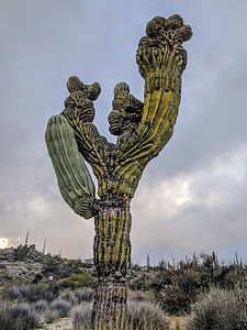 Anatomically correct cactus