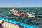 Close encounter with a gray whale