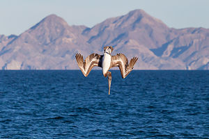 California brown pelican making his dive