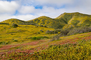 Wildflower bloom along Mexico 1