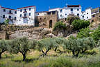 Olive grove in the white village of Ronda