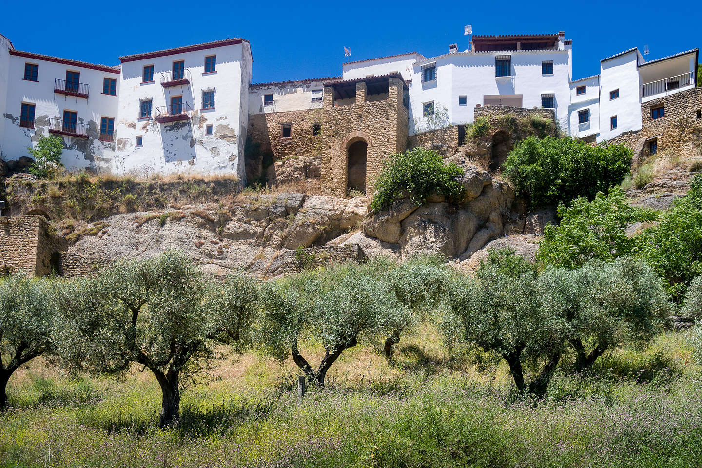 Olive grove in the white village of Ronda