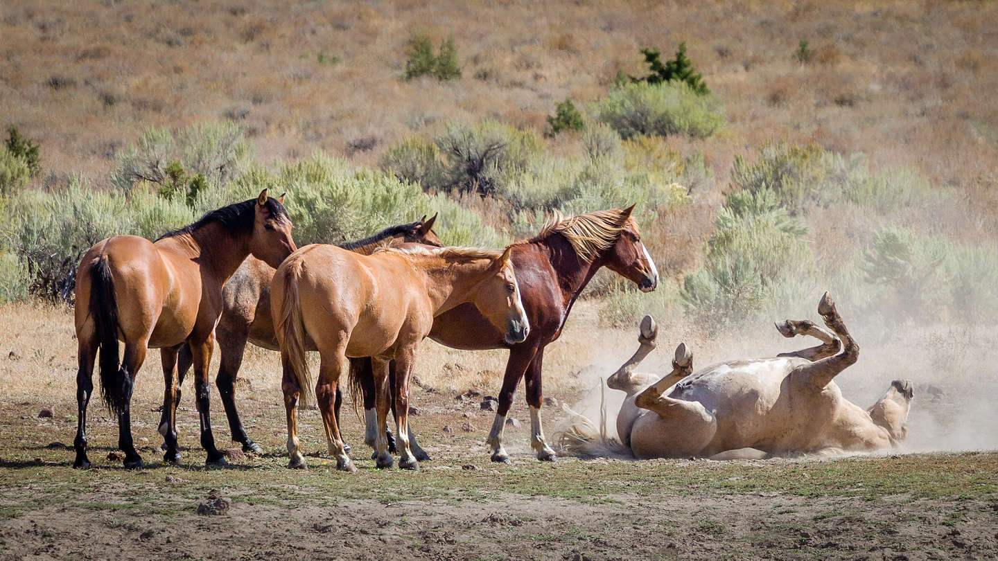 Wild horse taking a dirt bath while his buds look on
