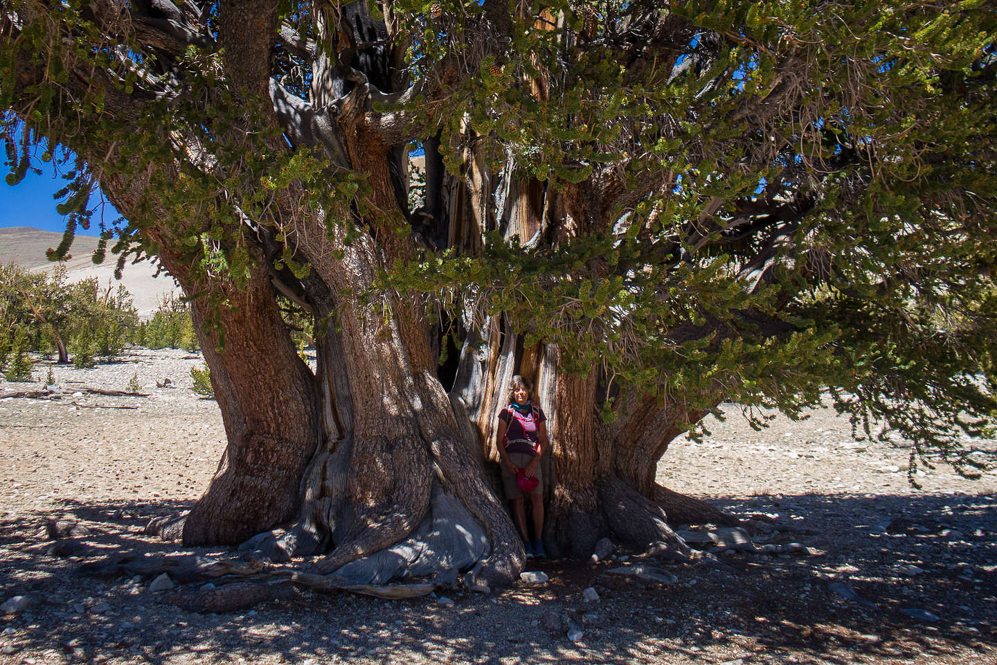 Lolo and the Patriarch Tree