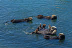 Morro Bay Otters