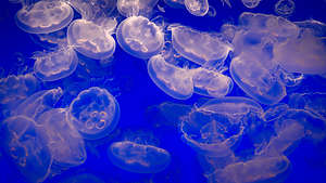 Moon Jellies