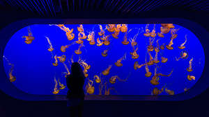 Jellyfish Tank - orange sea nettles