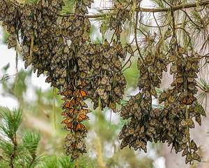Cluster of monarch butterflies on eucalyptus branch
