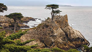 Lone Cypress