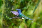 Hummingbird at the Alambi Preserve