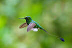 Booted Rackettail hummingbird
