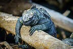 Relaxed marine iguana