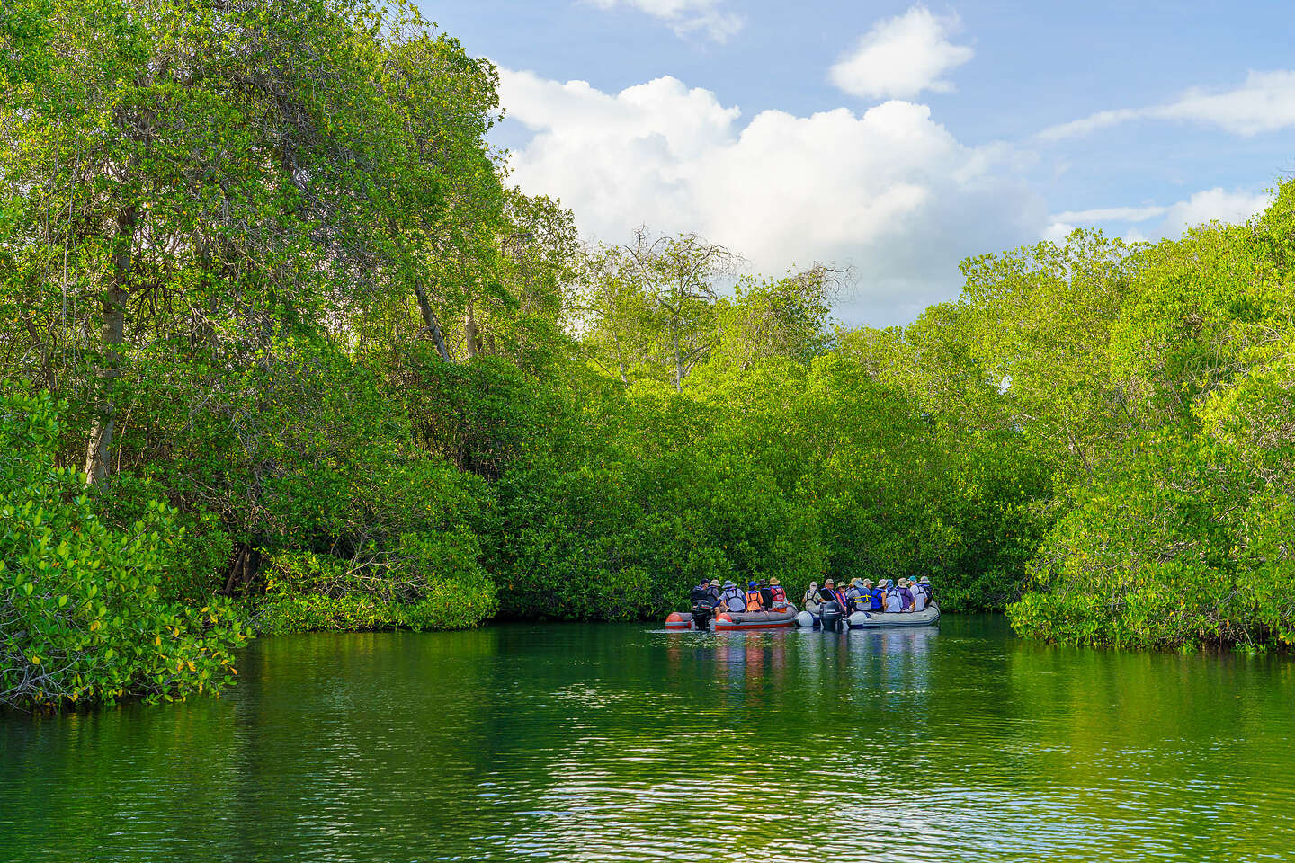 Exploring the mangroves